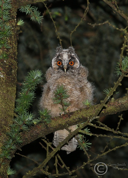 Long eared owl 26-05-15.jpg